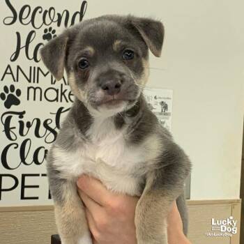 Retriever and Shepherd Dogs Available for Adoption in Washington, District Of Columbia - Abu | PetCurious