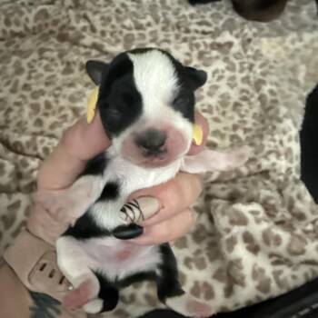 Comet -  Chihuahua and Mixed Breed Dog for Adoption in Sacramento, California - Comet | PetCurious