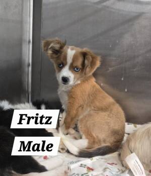 MO Fritz -  Shih Tzu Dog for Adoption in Warrenton, Missouri - MO Fritz | PetCurious