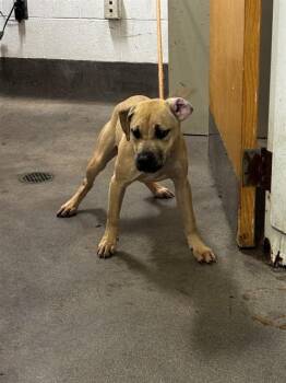 COOKIE -  Pit Bull Terrier Dog for Adoption - COOKIE | PetCurious