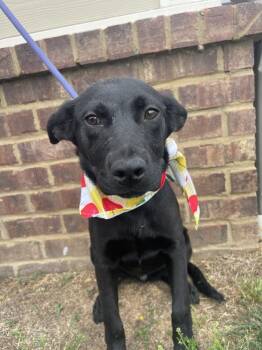 Mixed Breed Dogs Available for Adoption in Dickson, Tennessee - Khloe | PetCurious