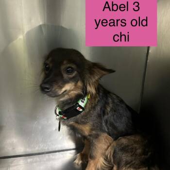 Chihuahua and None Dogs Available for Adoption in Tampa, Florida - Abel | PetCurious