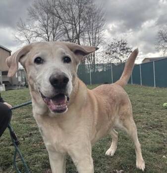 Hound Dogs Available for Adoption - Zeus | PetCurious