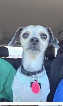 Terrier Dogs Available for Adoption in Las Vegas, Nevada - Olly | PetCurious