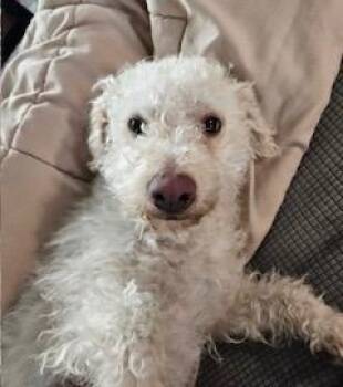 Poodle Dogs Available for Adoption - Yuki | PetCurious