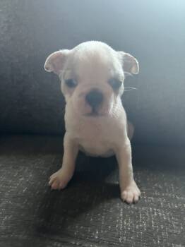 Lucy -  Boston Terrier Dog for Sale in Columbus, Ohio - Lucy | PetCurious