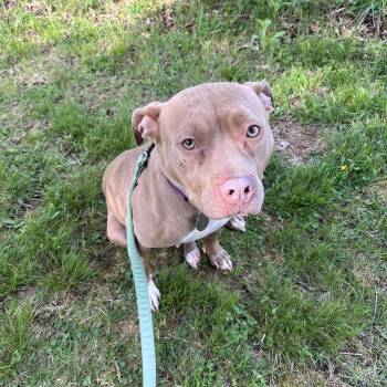 Pit Bull Terrier Dogs Available for Adoption in Phoenixville, Pennsylvania - Lovie | PetCurious