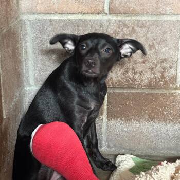 Diva -  Chihuahua Dog for Adoption in Goleta, California - Diva | PetCurious