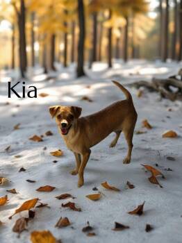 Kia -  Chihuahua Dog for Adoption in Phelan, California - Kia | PetCurious