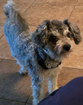 Rescue Poodle Dogs for Adoption in San Antonio, Texas - Tito | PetCurious