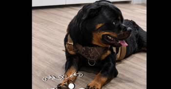 Jojo -  Rottweiler Dog for Adoption in Gilbert, Arizona - Jojo | PetCurious