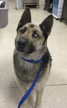 German Shepherd Dog and Siberian Husky Dogs Available for Adoption - GODZILLA | PetCurious