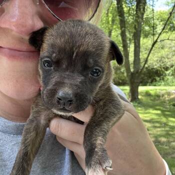 Cricket -  Chiweenie Dog for Adoption - Cricket | PetCurious