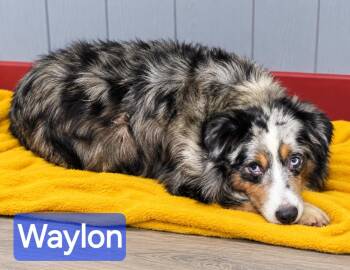 Waylon -  Australian Shepherd Dog for Adoption in Wheelersburg, Ohio - Waylon | PetCurious