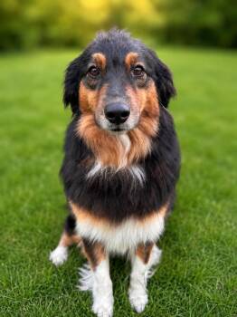 1127 Rose -  Australian Shepherd Dog for Adoption in Ringwood, Illinois - 1127 Rose | PetCurious
