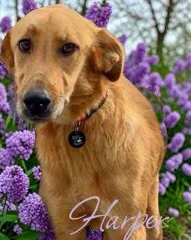 Golden Retriever and Labrador Retriever Dogs Available for Adoption - Harper | PetCurious
