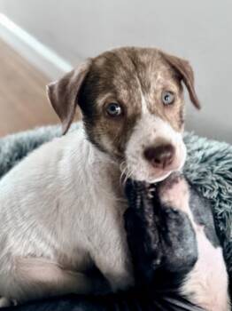 Labrador Retriever and Pit Bull Terrier Dogs Available for Adoption - Weston | PetCurious