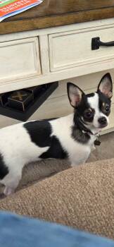 Puddles -  Chihuahua Dog for Adoption in Hazlet, New Jersey - Puddles | PetCurious