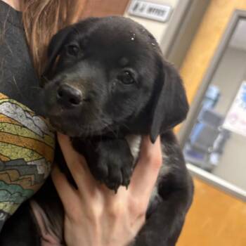 Evergreen- 090901U -  Labrador Retriever and Mixed Breed Dog for Adoption in Tupelo, Mississippi - Evergreen- 090901U | PetCurious