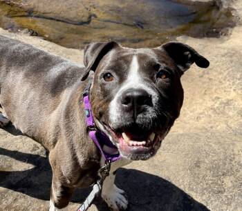 Rescue Boxer and Pit Bull Terrier Dogs for Adoption in Newnan, Georgia - Bella | PetCurious