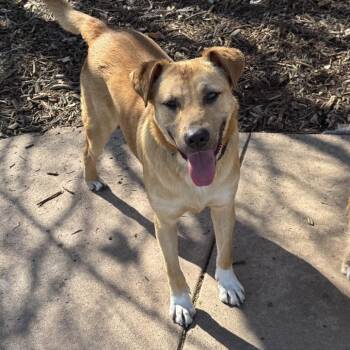 Terrier and Mixed Breed Dogs Available for Adoption - Boots | PetCurious