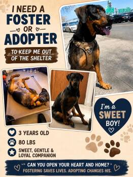 Rottweiler and Labrador Retriever Dogs Available for Adoption in Huntington, New York - ACE - HELP DIVERT PLACEMENT IN SHELTER | PetCurious