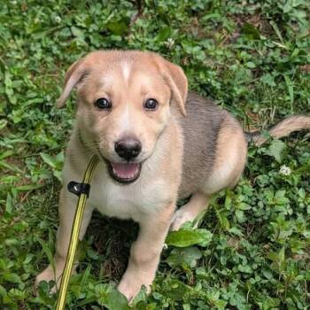 Uptown Girl -  Mixed Breed Dog for Adoption in Fredericksburg, Virginia - Uptown Girl | PetCurious