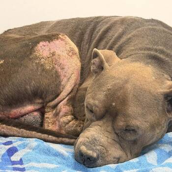 Pit Bull Terrier Dogs Available for Adoption - Roy | PetCurious