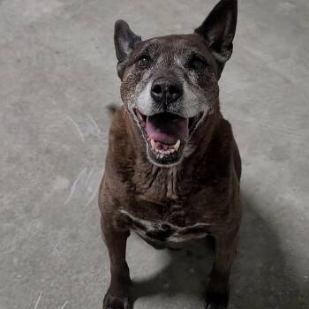 Dusty -  Dutch Shepherd Dog for Adoption in Magnolia, Texas - Dusty | PetCurious