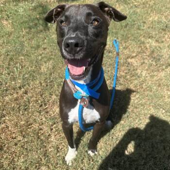 Stabler -  Mixed Breed Dog for Adoption in Chattanooga, Tennessee - Stabler | PetCurious
