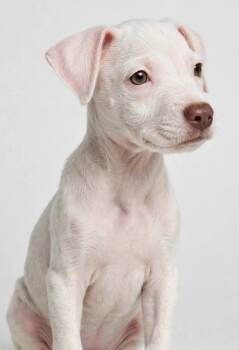 ROSIE POSIE -  American Staffordshire Terrier Dog for Adoption in Houston, Texas - ROSIE POSIE | PetCurious