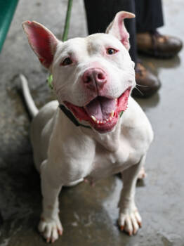 Rescue Mixed Breed Dogs for Adoption in Chamblee, Georgia - Cotton | PetCurious