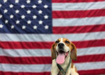 Val -  Beagle Dog for Adoption in Sprakers, New York - Val | PetCurious