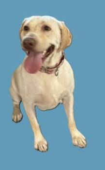 Marley -  Yellow Labrador Retriever Dog for Adoption in Pasco, Washington - Marley | PetCurious