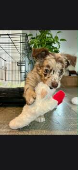 Sofie -  Aussiedoodle Dog for Adoption in Torrance, California - Sofie | PetCurious