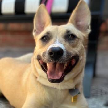Rescue German Shepherd Dog Dogs for Adoption in Fort Worth, Texas - Julia | PetCurious