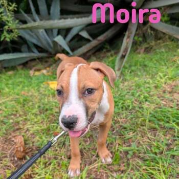Rescue Mixed Breed Dogs for Adoption in Frederiksted, St. Croix - Moira Rose | PetCurious