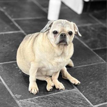 Rescue Pug Dogs for Adoption in Alvin, Texas - Lucille | PetCurious