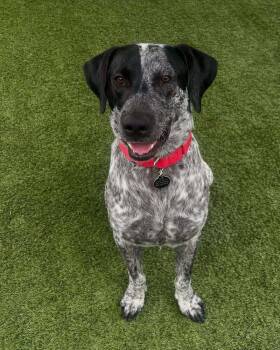 Rescue English Pointer and Labrador Retriever Dogs for Adoption in San Diego, California - Larry | PetCurious