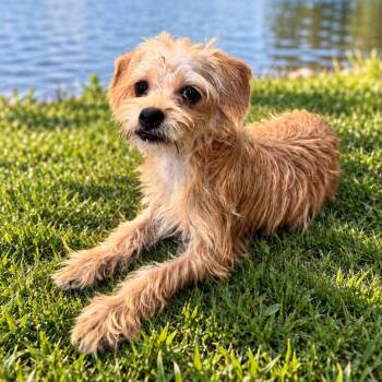 CANDY (700) -  Maltese and Miniature Poodle Dog for Adoption in Indiantown, Florida - CANDY (700) | PetCurious