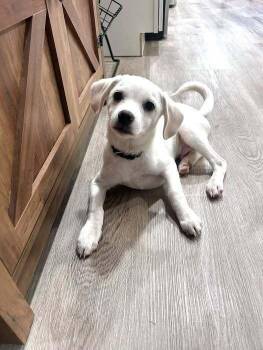 Pickle -  Mixed Breed Dog for Adoption in Milton, Delaware - Pickle | PetCurious