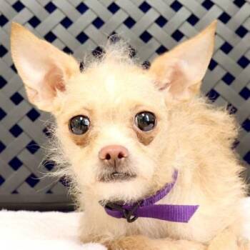 Miss Carpet -  Terrier and Chihuahua Dog for Adoption in Fort Davis, Texas - Miss Carpet | PetCurious