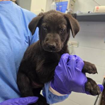 German Shepherd Dog and Mixed Breed Dogs Available for Adoption in Duncan, Oklahoma - Donnie | PetCurious