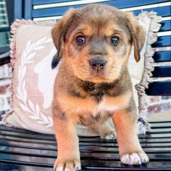Mixed Breed Dogs Available for Adoption - Copper-C 34464 | PetCurious