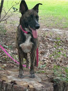 Rescue Dutch Shepherd Dogs for Adoption in Vidor, Texas - JUJU BEAN | PetCurious