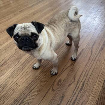 Pug Dogs Available for Adoption - Victoria | PetCurious