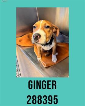 Mixed Breed Dogs Available for Adoption in Macon, Georgia - GINGER | PetCurious