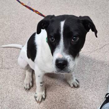 Terrier Dogs Available for Adoption - Wink | PetCurious