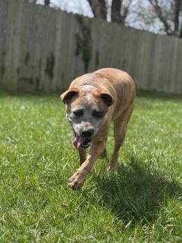 Rescue Akita Dogs for Adoption in Republic, Missouri - Honey | PetCurious