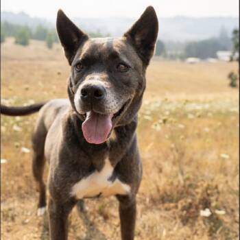 Shelly -  Akita and Pit Bull Terrier Dog for Adoption in Golden, Colorado - Shelly | PetCurious